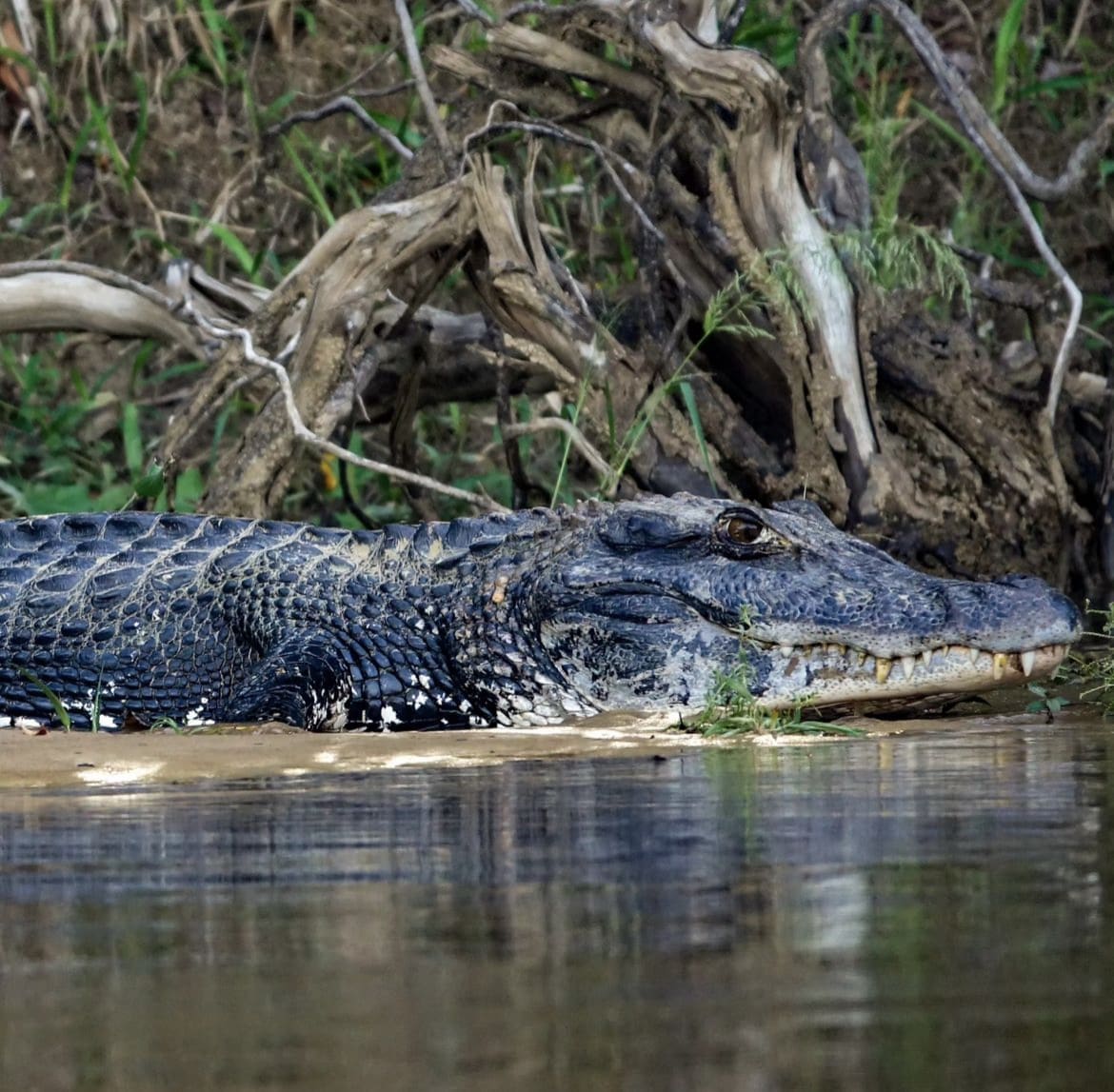 large black caiman